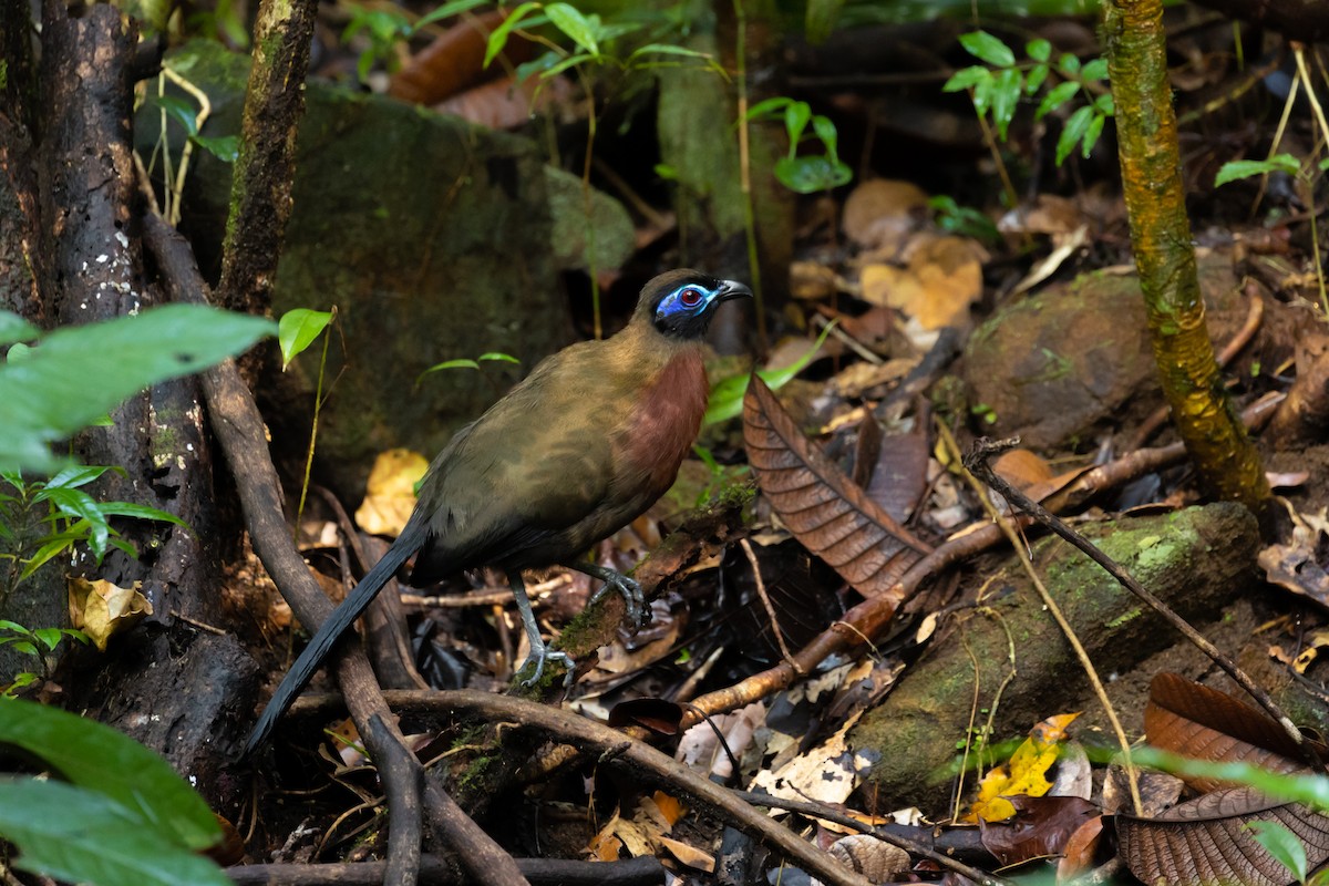 Red-breasted Coua - ML615824027