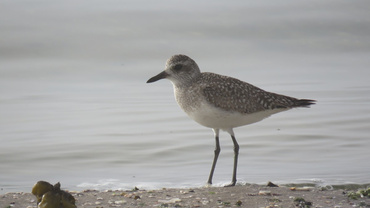 Black-bellied Plover - ML615824036