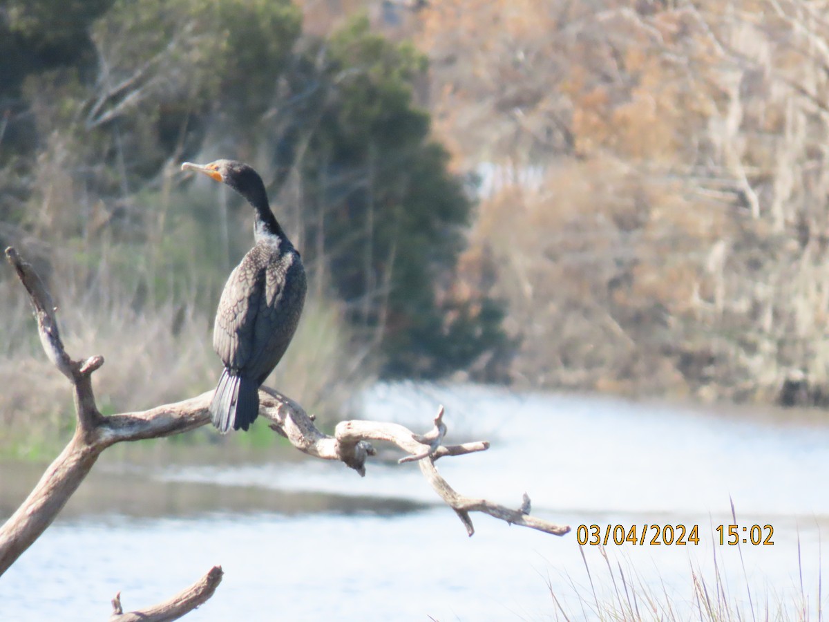 Double-crested Cormorant - ML615824039