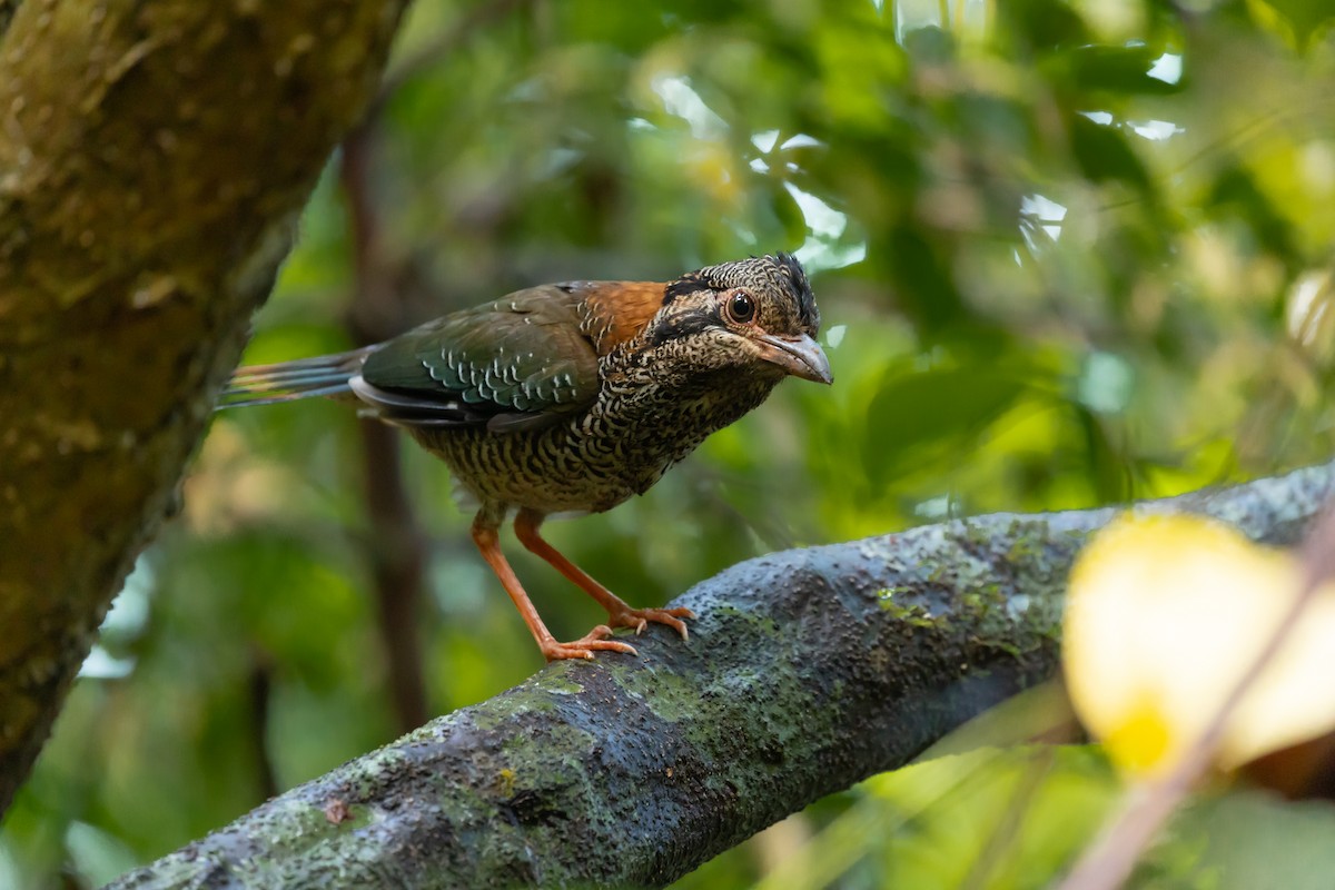 Scaly Ground-Roller - Max Baumgarten