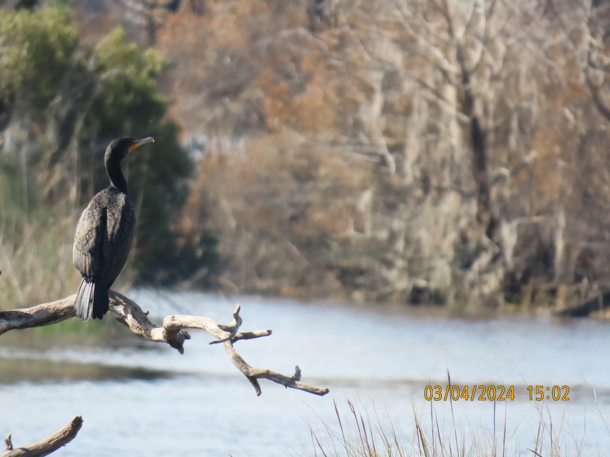 Double-crested Cormorant - ML615824041