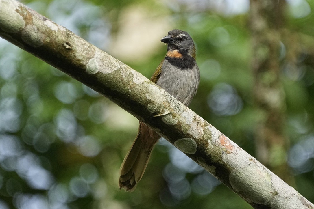 Buff-throated Saltator - ML615824069