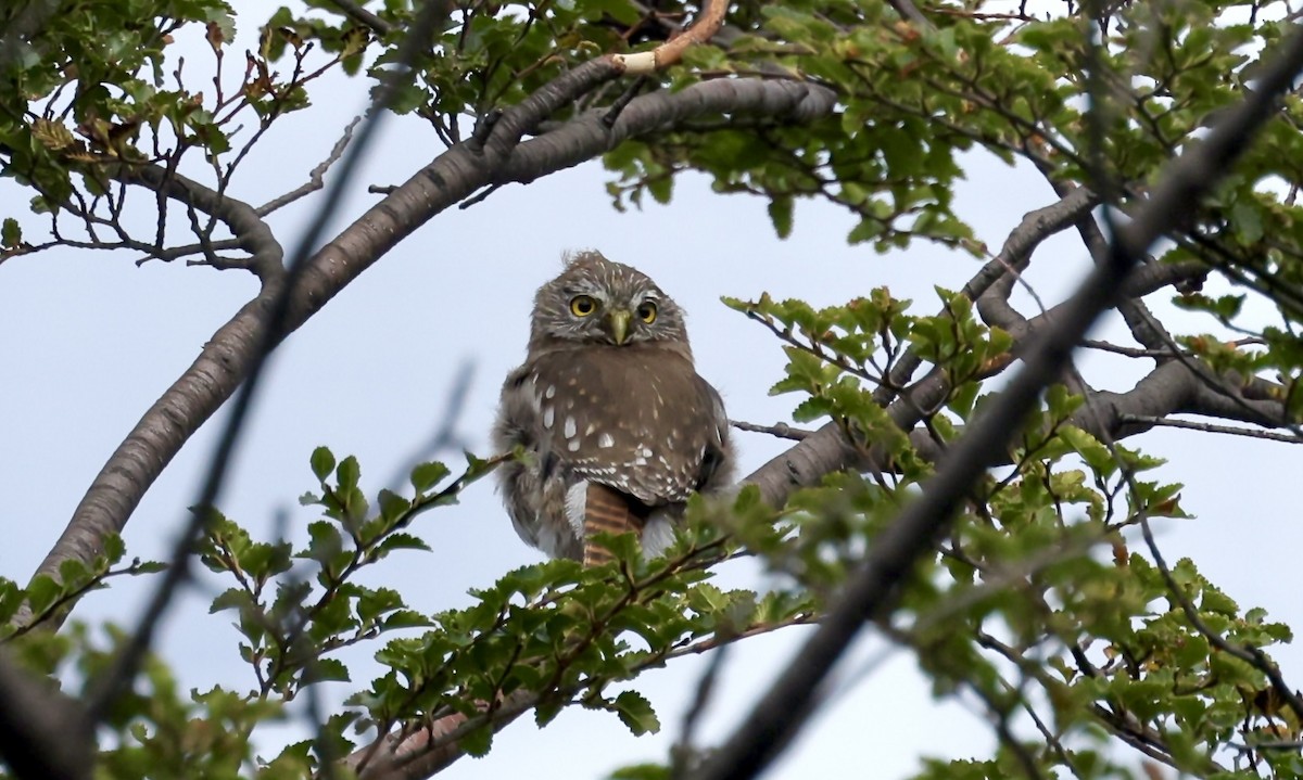 Austral Pygmy-Owl - Anne Bielamowicz