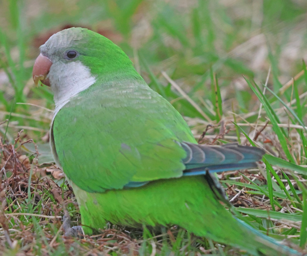 Monk Parakeet - ML615824089