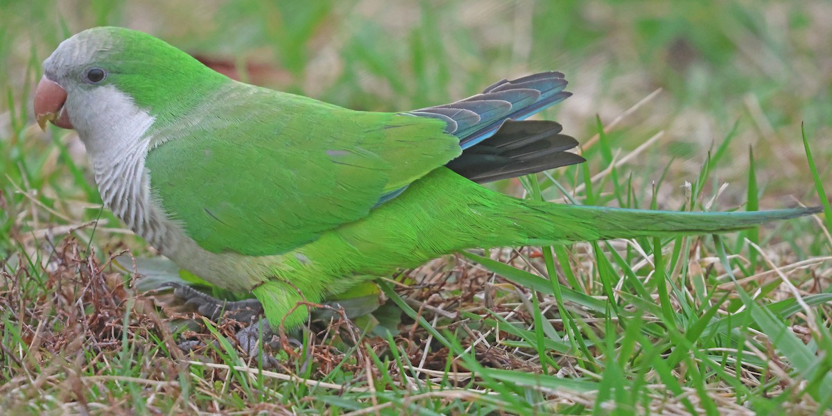 תוכי נזירי - ML615824092