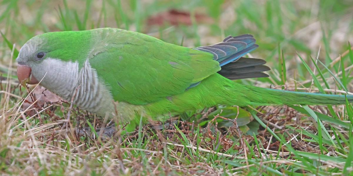 Monk Parakeet - ML615824093