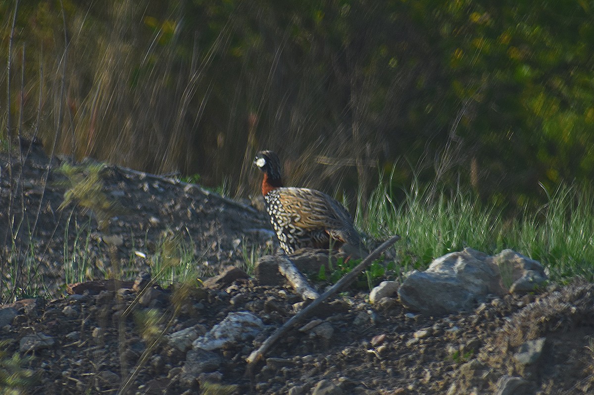 Black Francolin - ML615824095