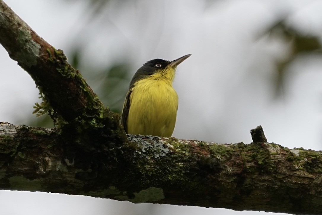 Common Tody-Flycatcher - ML615824111