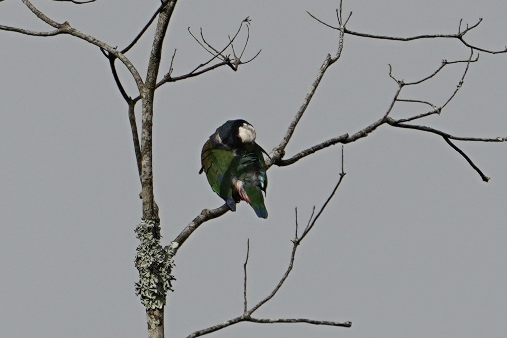 White-crowned Parrot - ML615824117