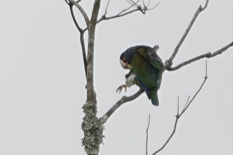 White-crowned Parrot - ML615824121
