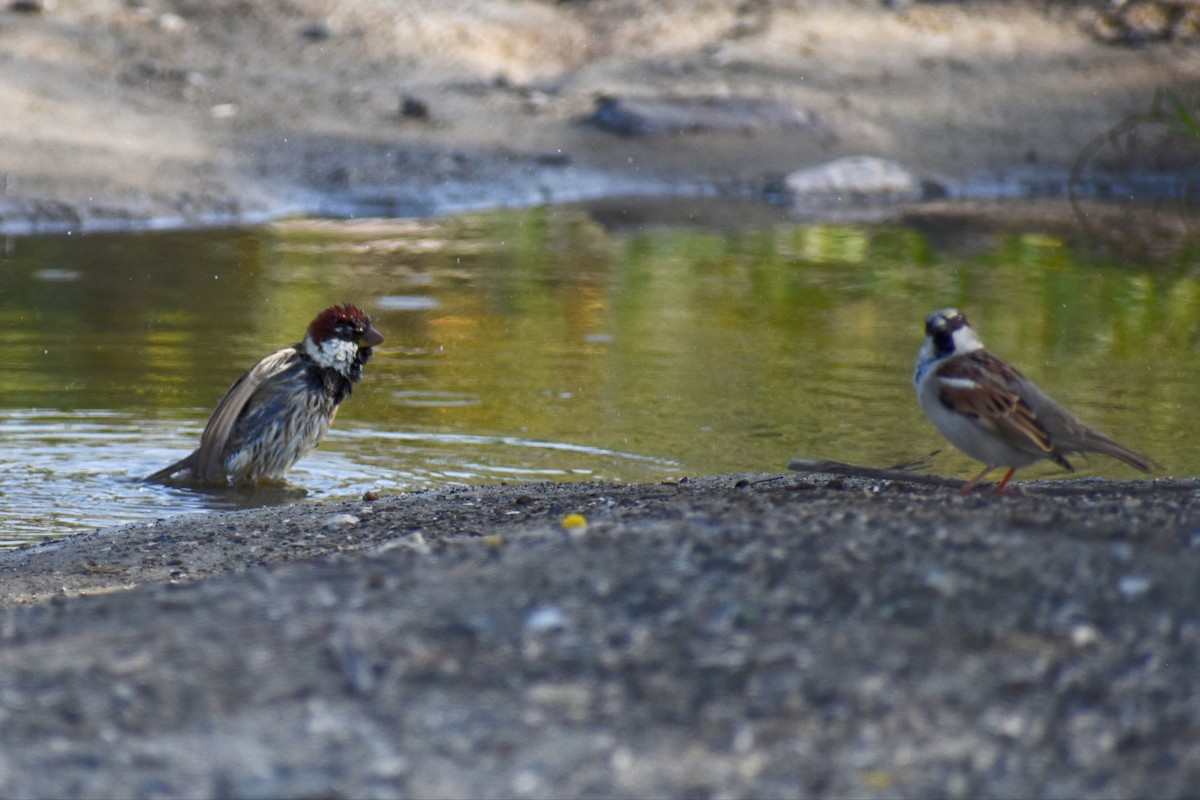 Spanish Sparrow - ML615824122