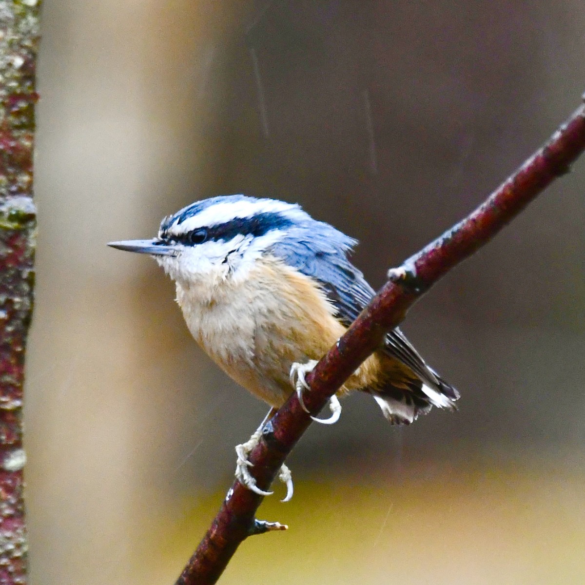 Red-breasted Nuthatch - Michael Hatton