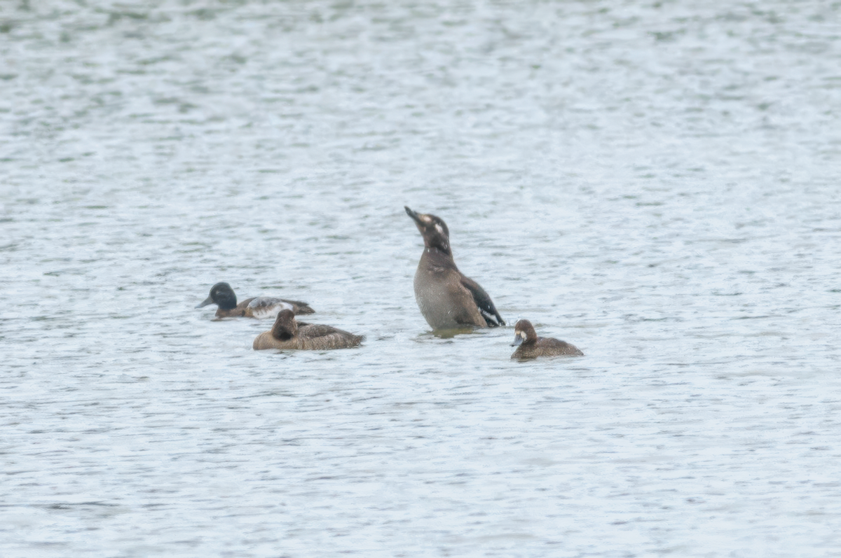 White-winged Scoter - ML615824169