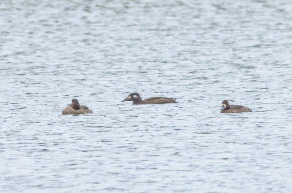 White-winged Scoter - Frank Farese