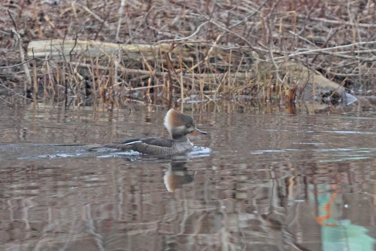 Hooded Merganser - ML615824186