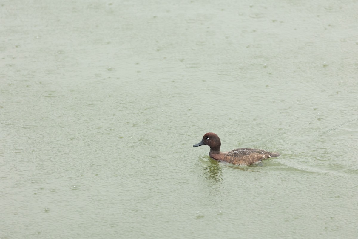 Madagascar Pochard - ML615824287