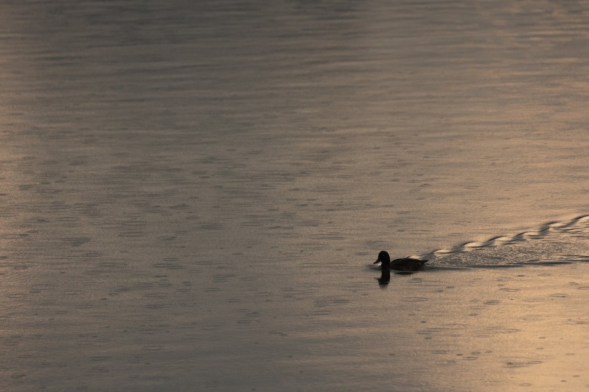 Madagascar Pochard - ML615824289