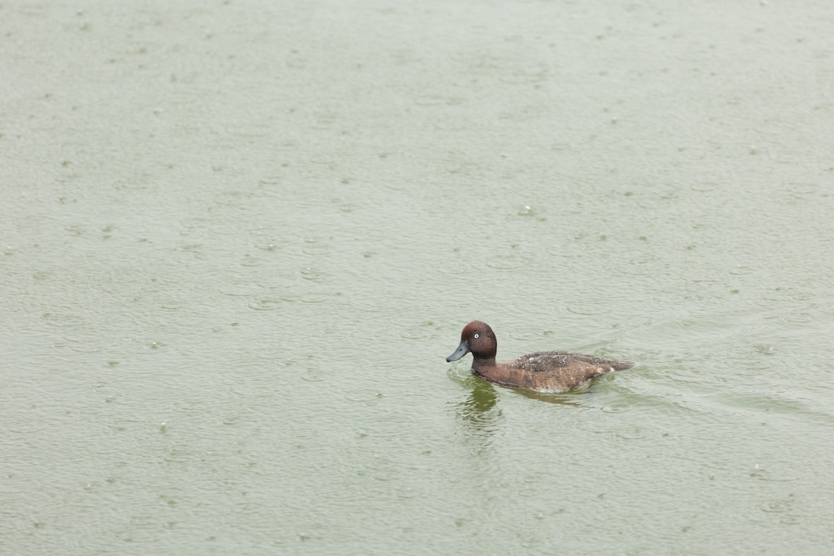 Madagascar Pochard - ML615824291