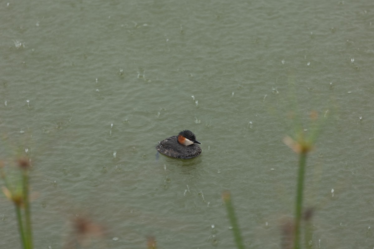 Madagascar Grebe - ML615824296