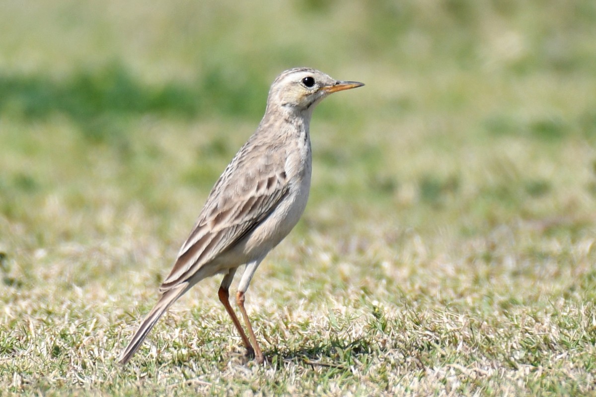 Long-billed Pipit - ML615824299