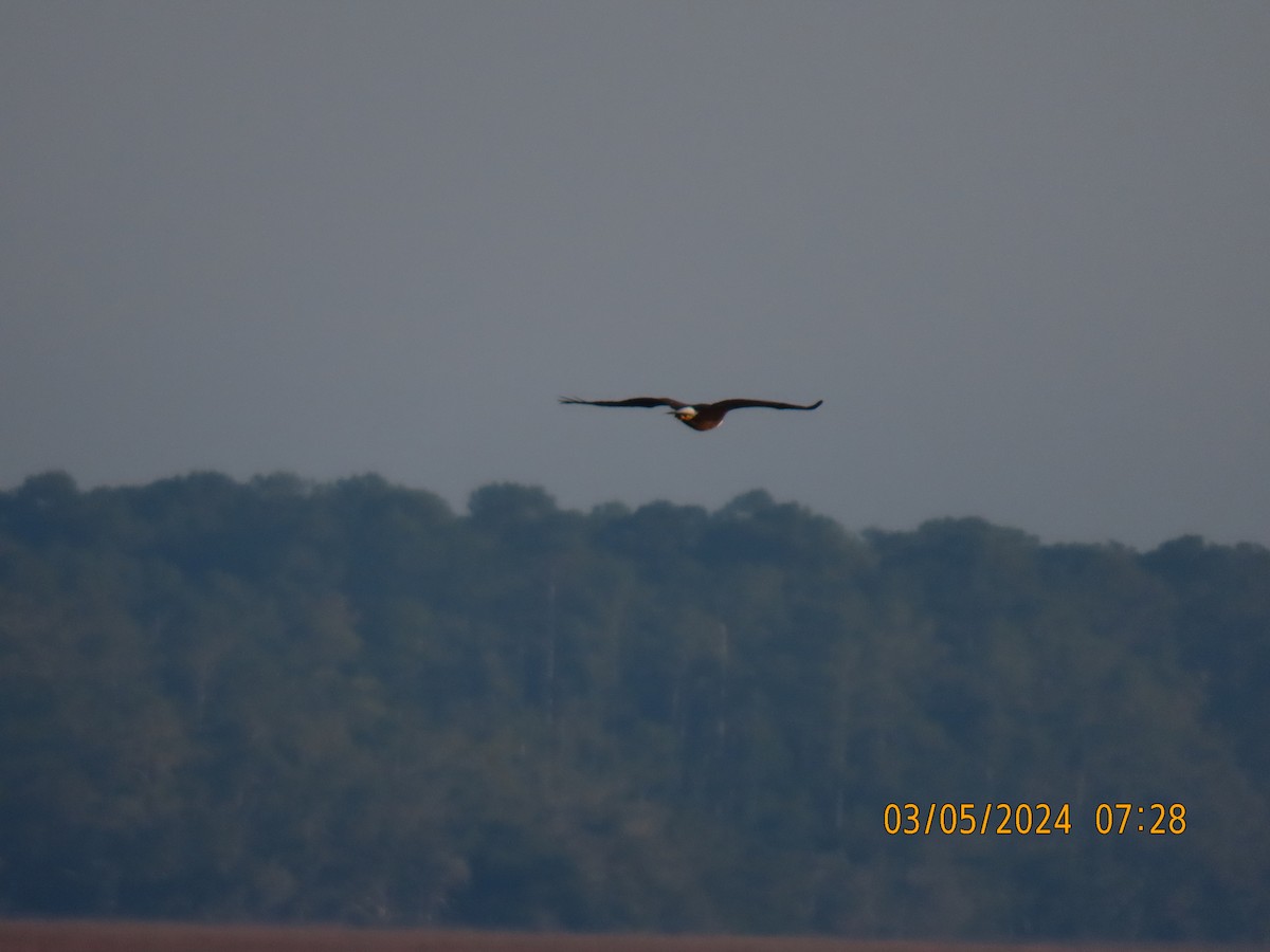 Bald Eagle - ML615824325