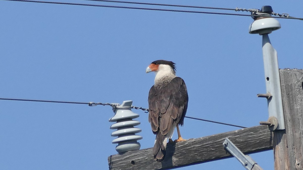 Crested Caracara (Northern) - ML615824344