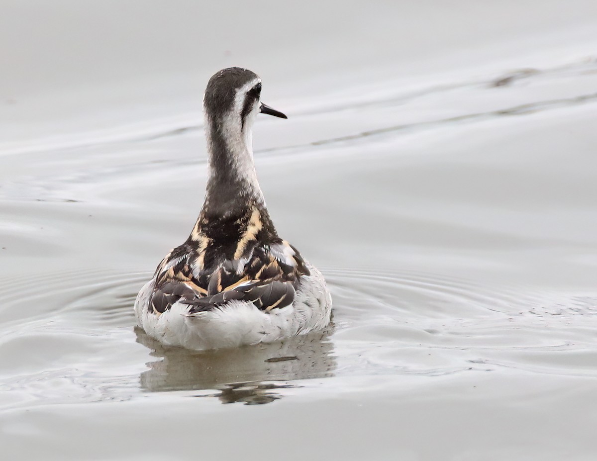 Phalarope à bec étroit - ML615824352