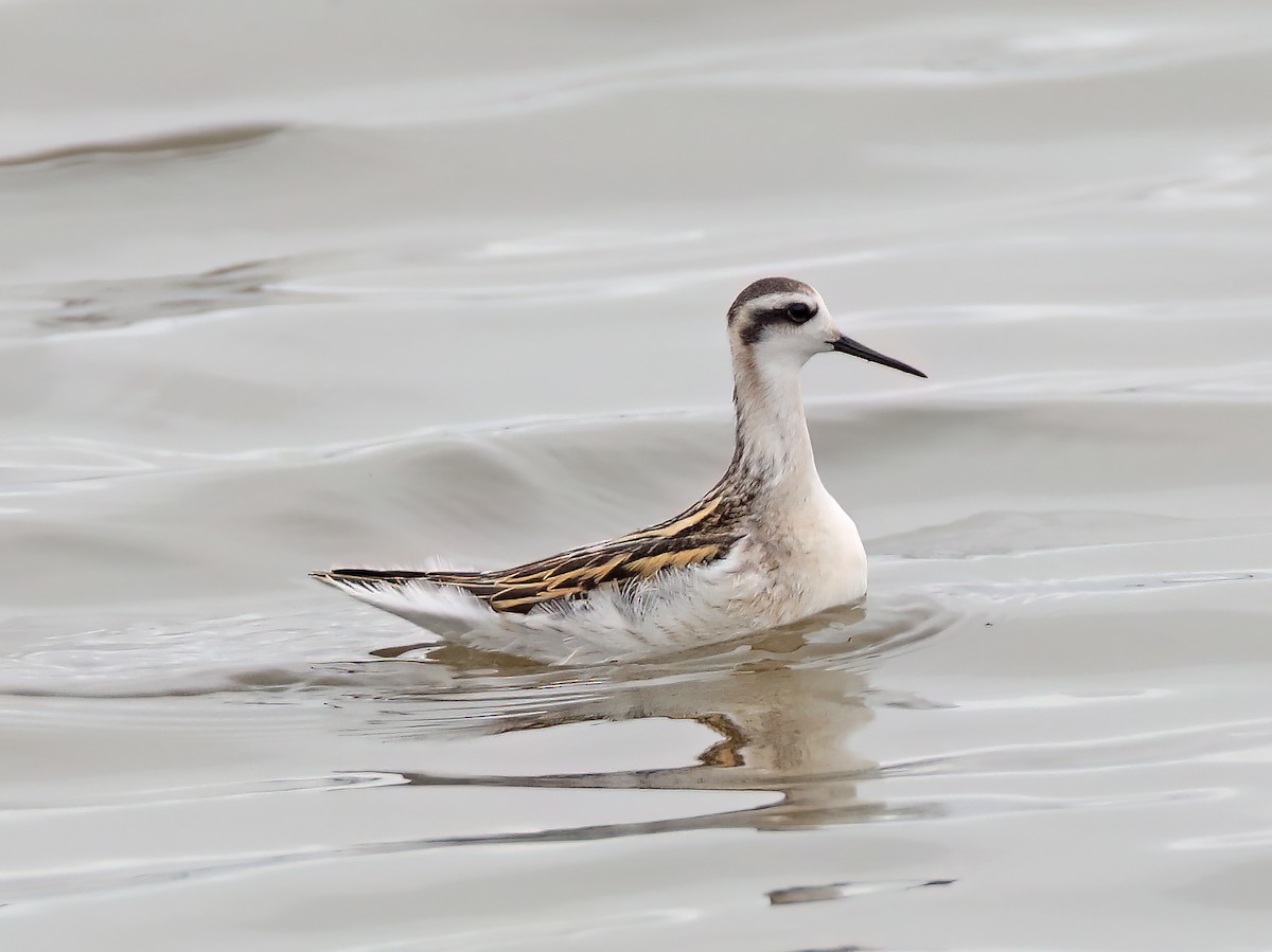 Phalarope à bec étroit - ML615824353