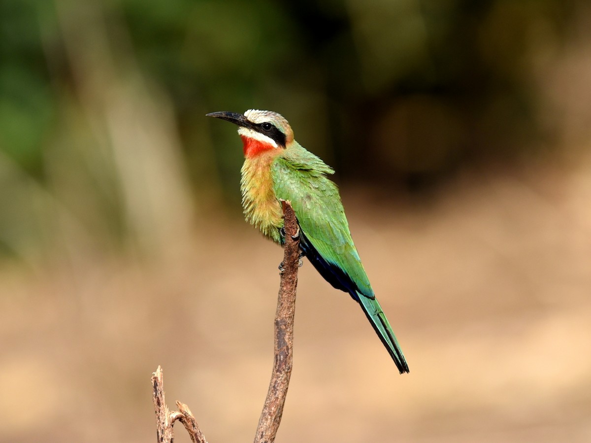 White-fronted Bee-eater - jerald britten