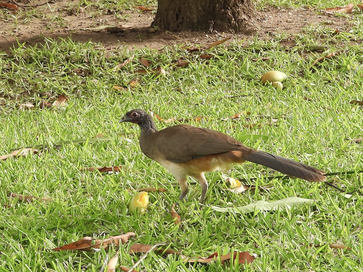 West Mexican Chachalaca - ML615824452