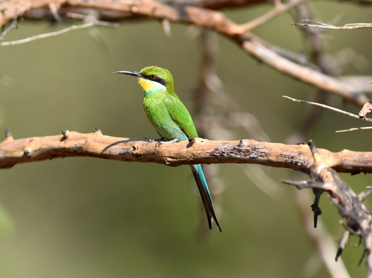 Swallow-tailed Bee-eater - jerald britten