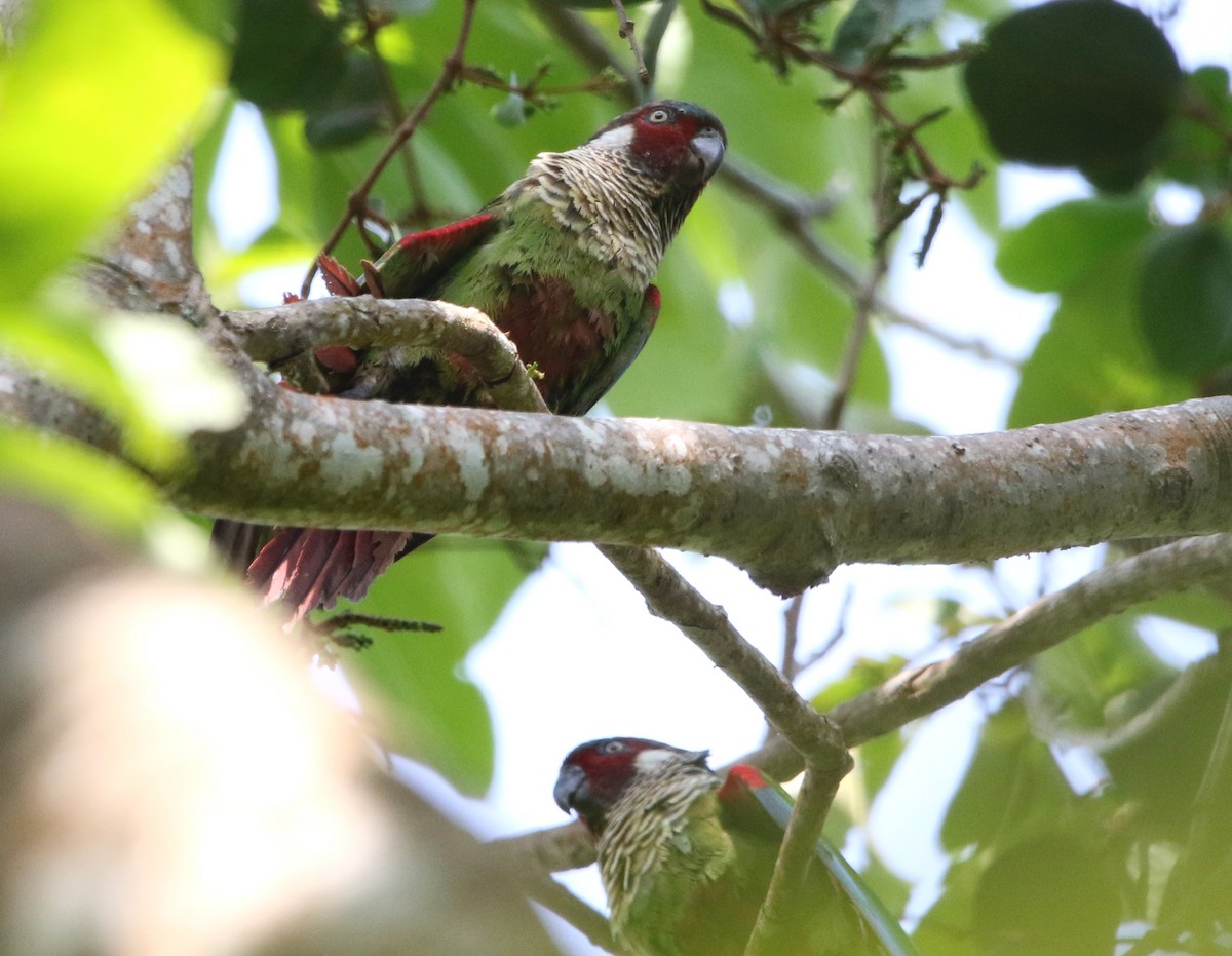 アカオウロコインコ（caeruleiceps） - ML615824541