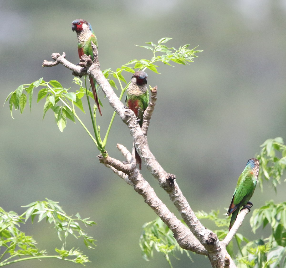 アカオウロコインコ（caeruleiceps） - ML615824544