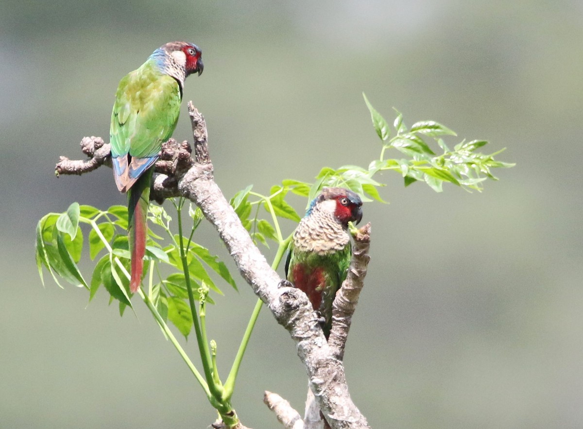 アカオウロコインコ（caeruleiceps） - ML615824548