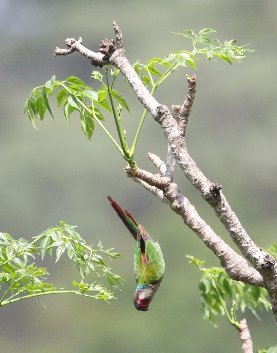 アカオウロコインコ（caeruleiceps） - ML615824550