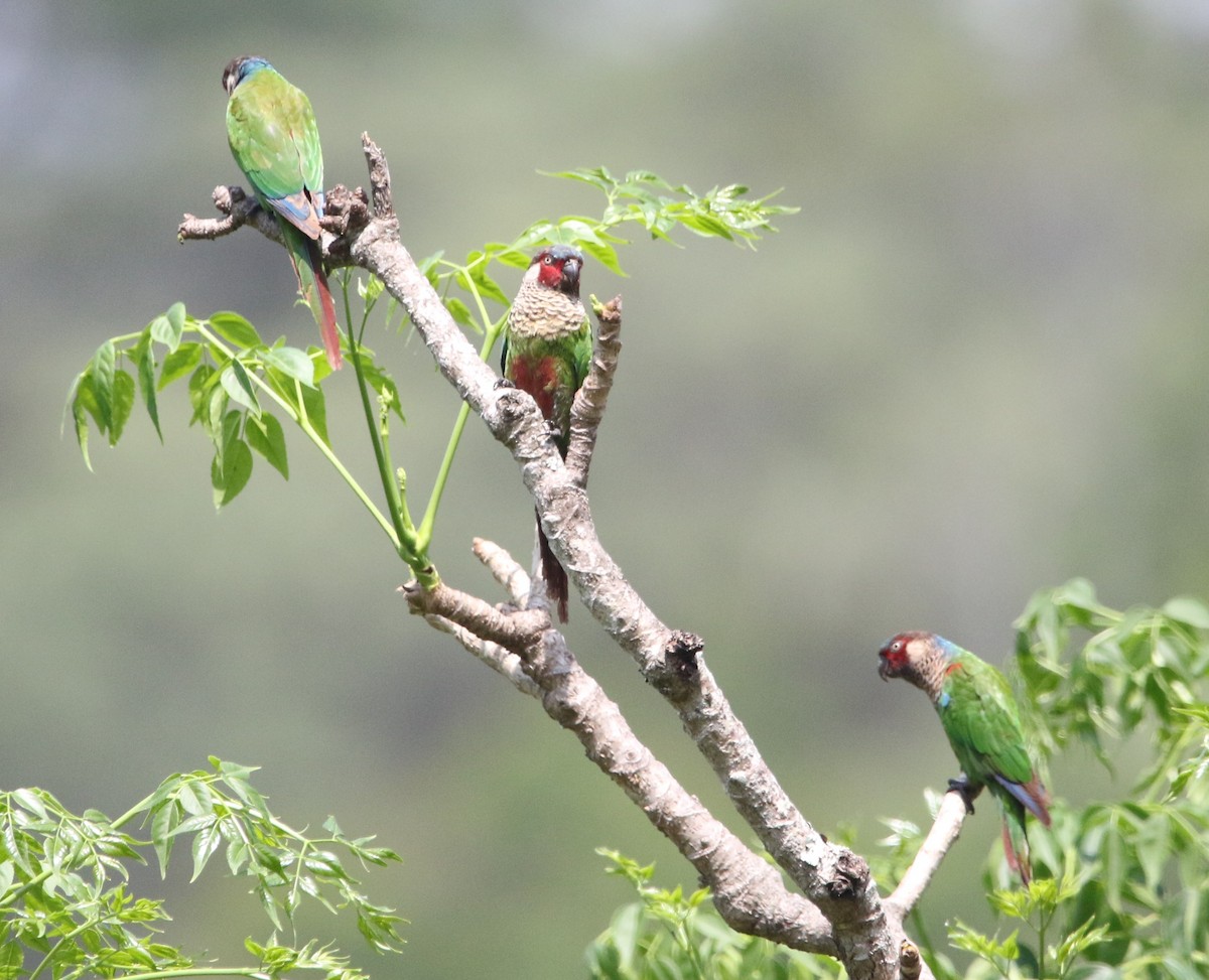 Painted Parakeet (Todd's) - ML615824552