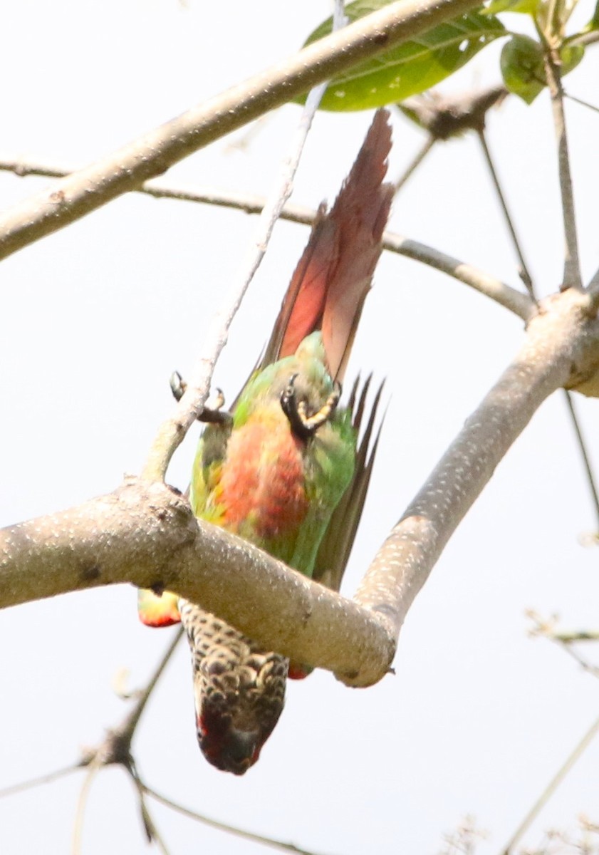 pyrura modročelý (ssp. caeruleiceps) - ML615824560