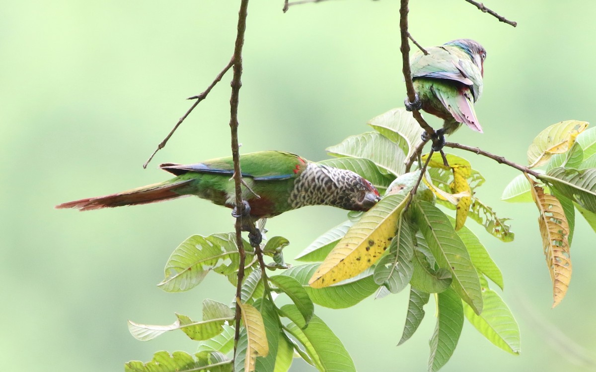 アカオウロコインコ（caeruleiceps） - ML615824562