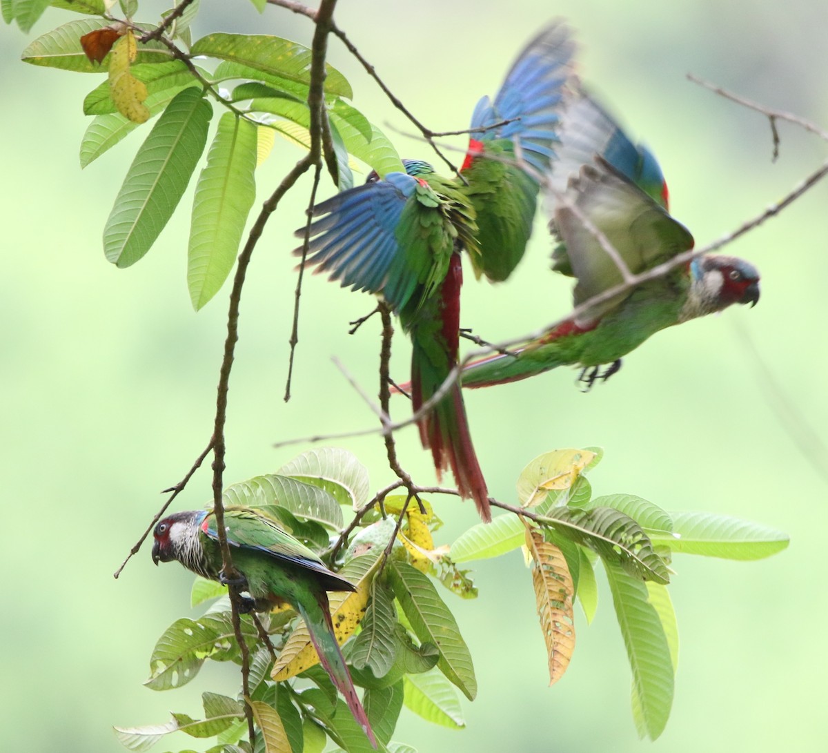 pyrura modročelý (ssp. caeruleiceps) - ML615824563