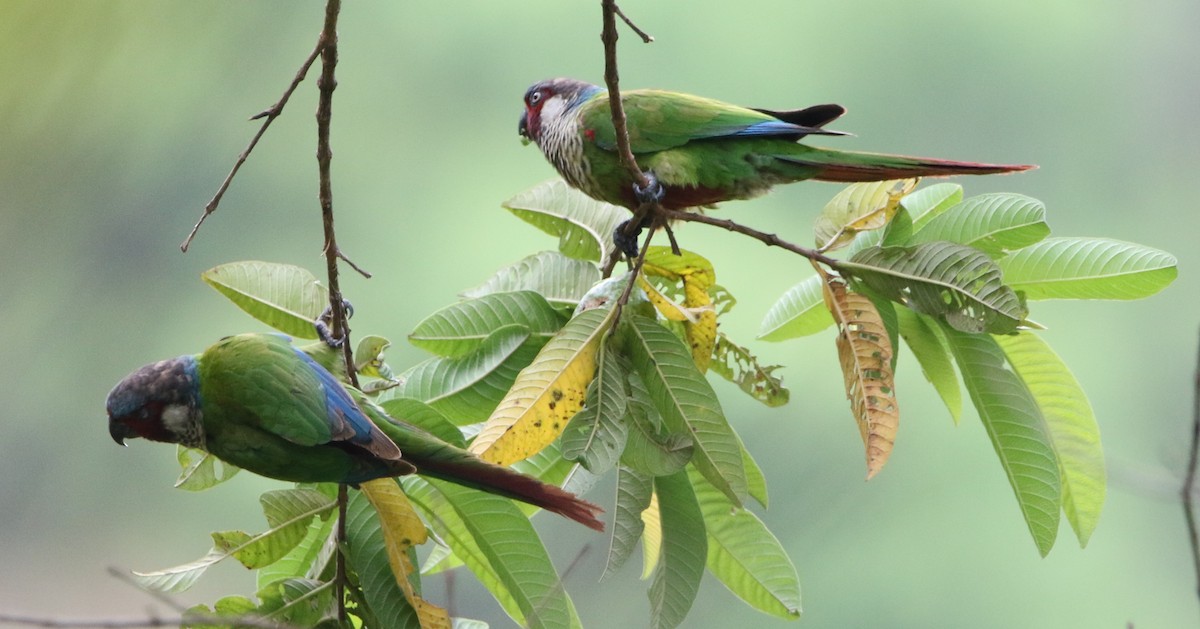 pyrura modročelý (ssp. caeruleiceps) - ML615824572