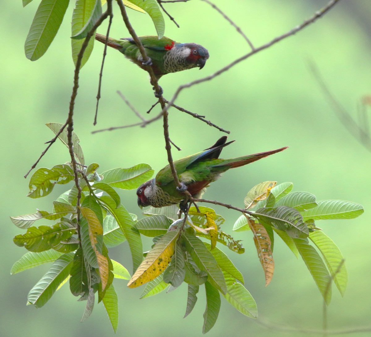 アカオウロコインコ（caeruleiceps） - ML615824574