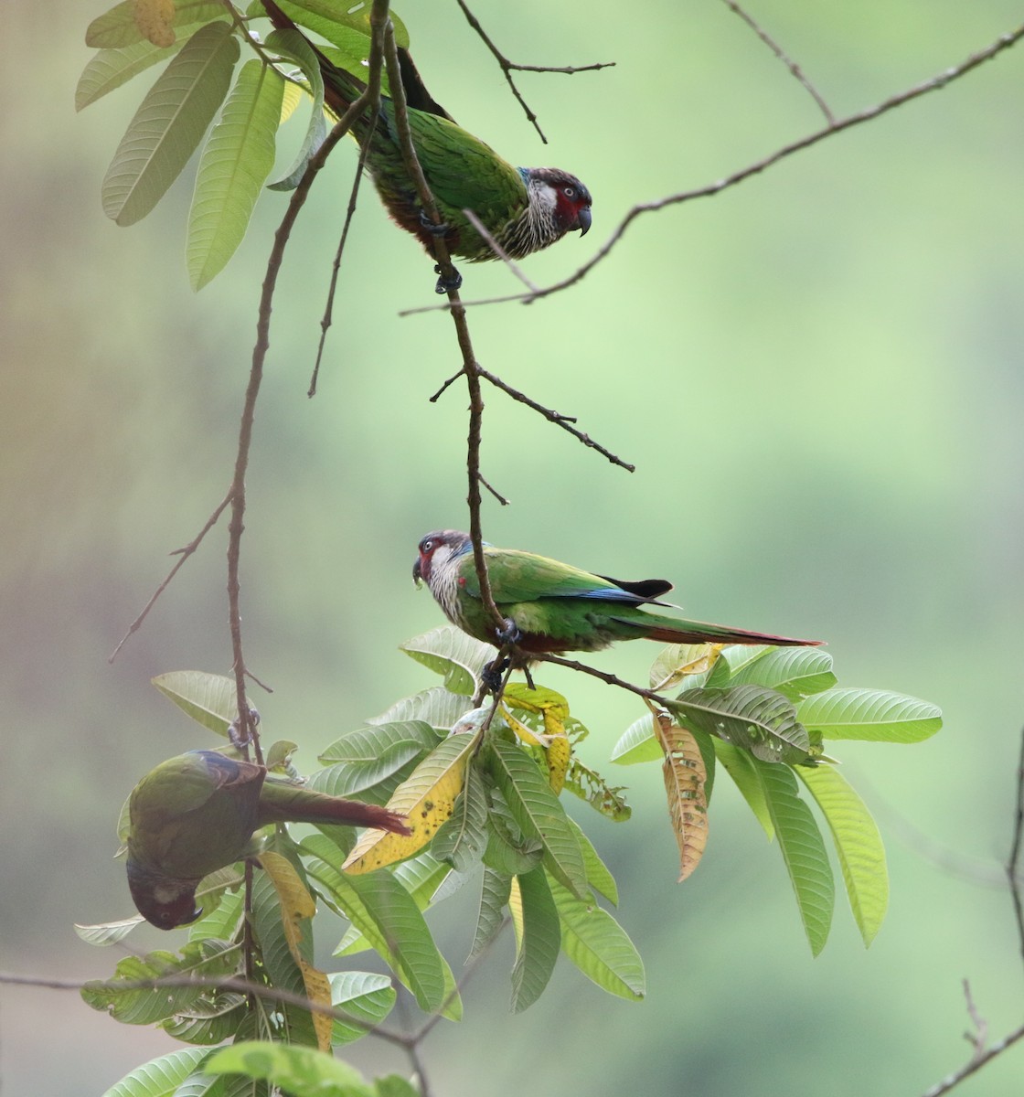 pyrura modročelý (ssp. caeruleiceps) - ML615824579