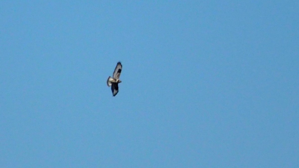 Rough-legged Hawk - ML615824602