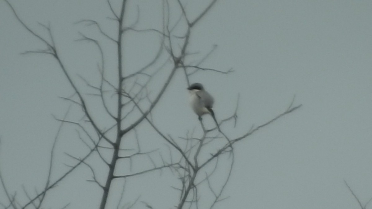 Loggerhead Shrike - ML615824612