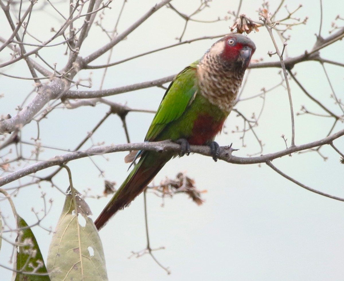 Painted Parakeet (Todd's) - ML615824615