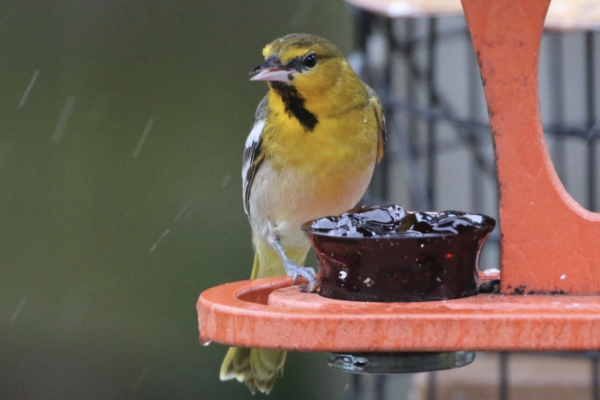 Bullock's Oriole - Karen & Tom Beatty