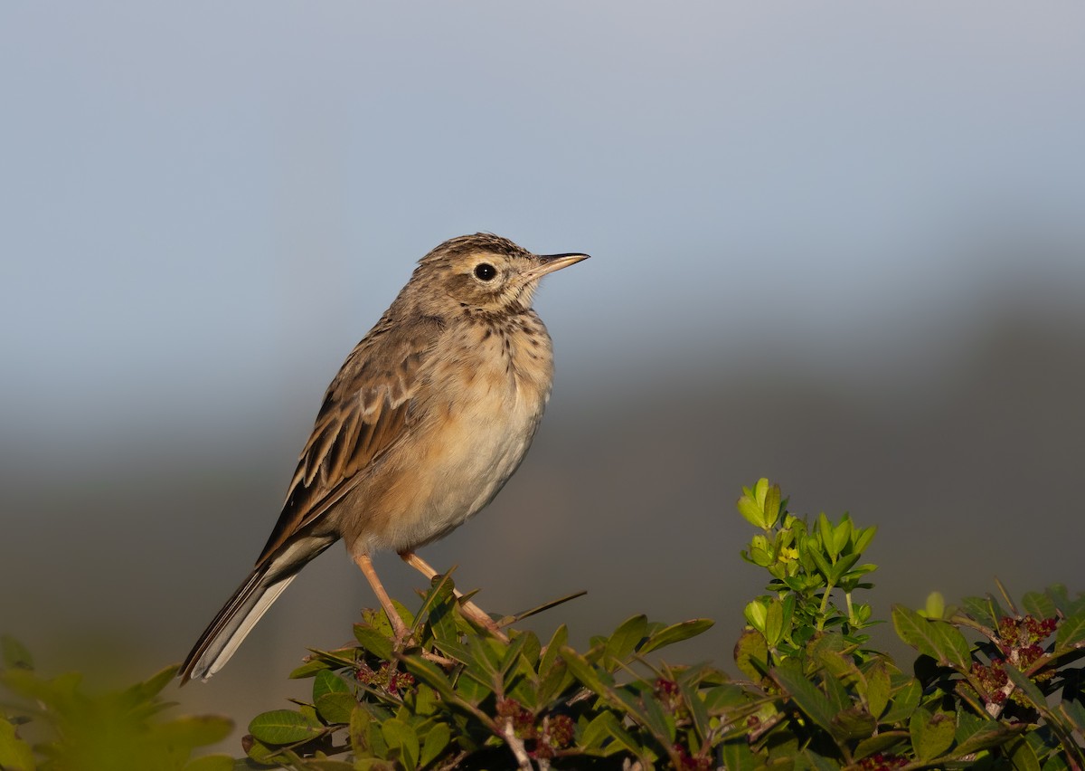 Richard's Pipit - ML615824654