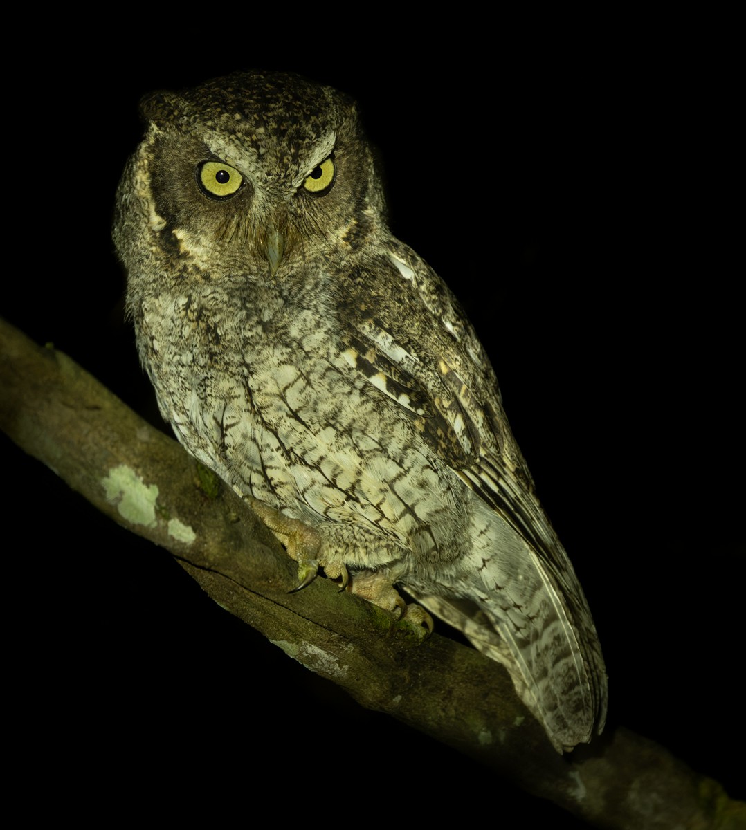 Middle American Screech-Owl (Middle American) - ML615824680