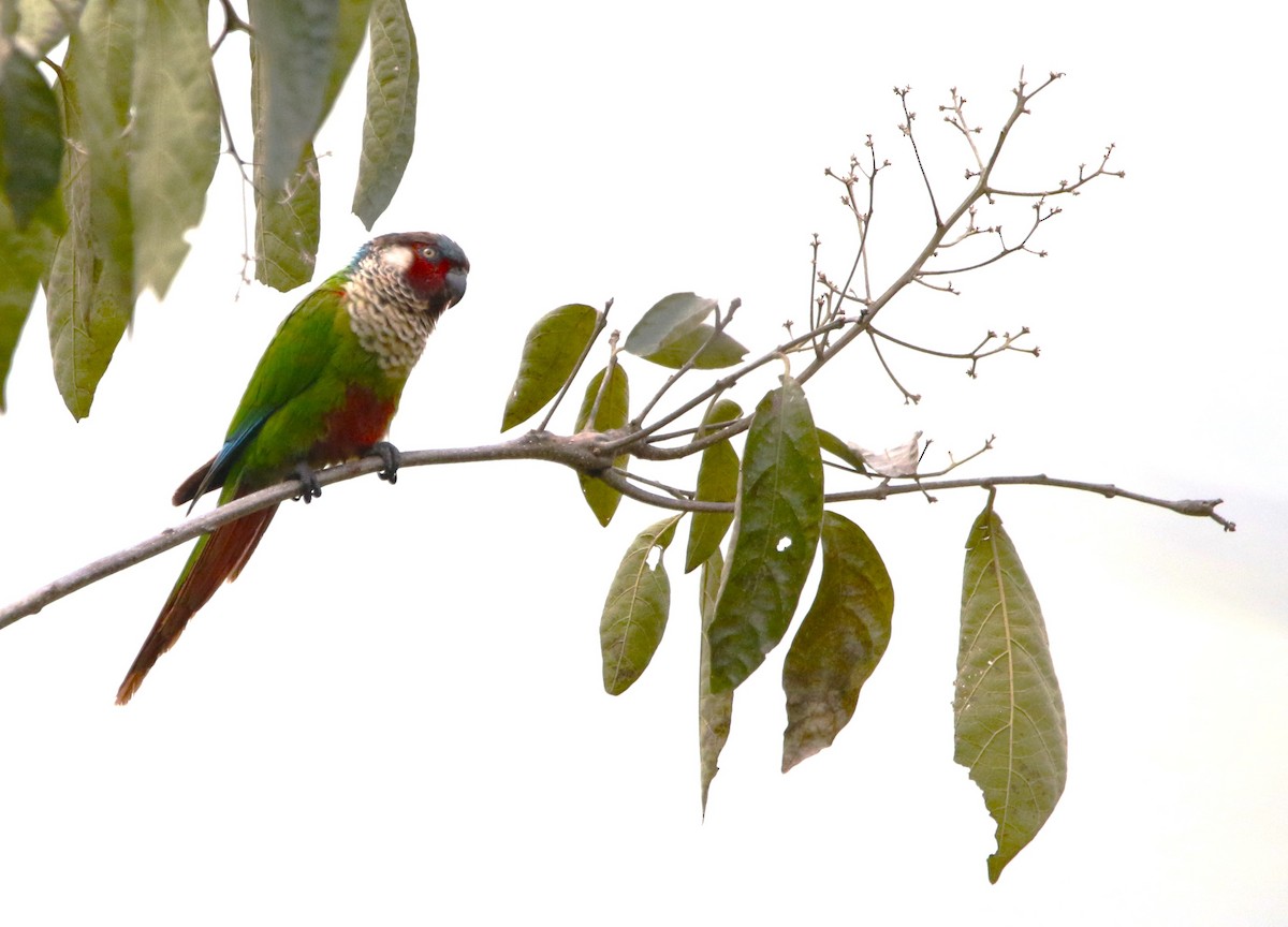 アカオウロコインコ（caeruleiceps） - ML615824684