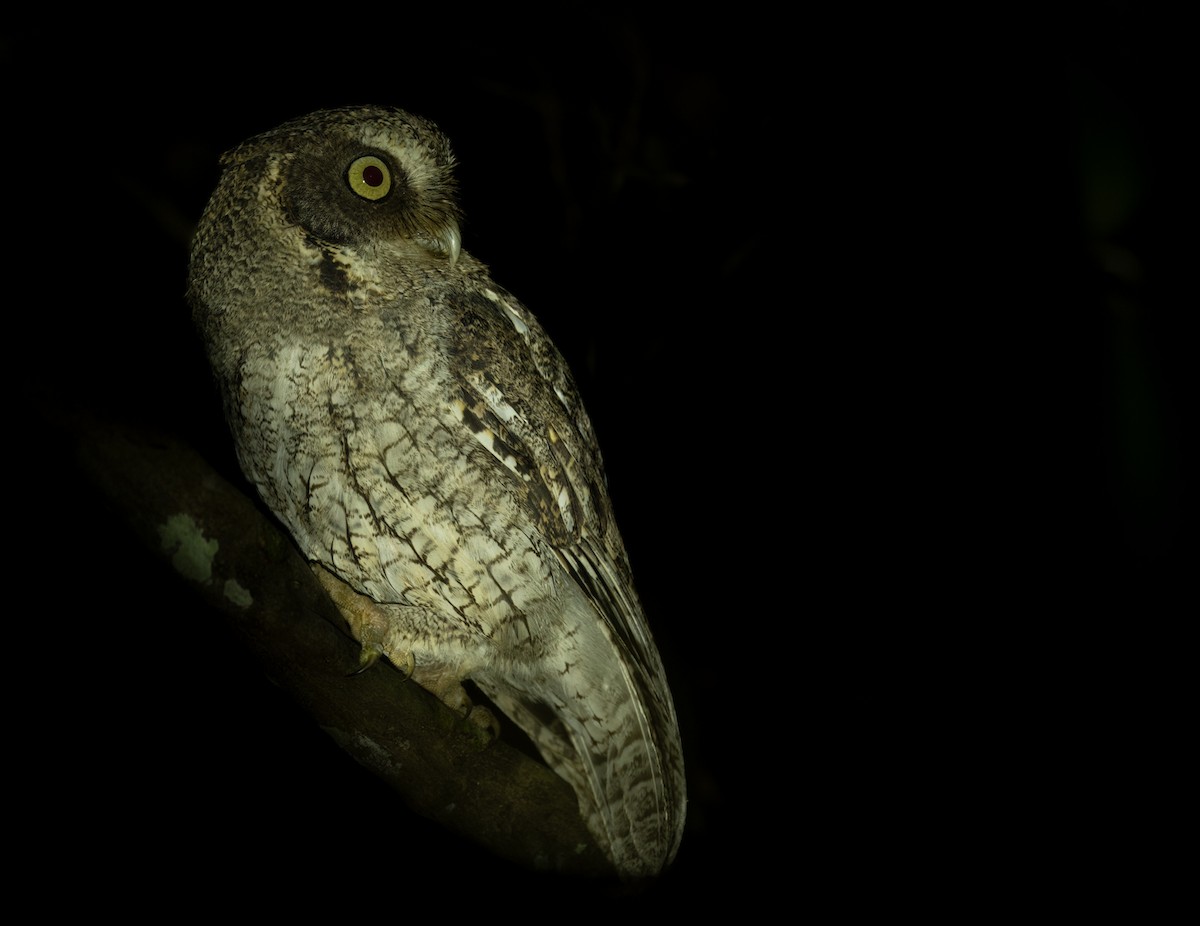 Middle American Screech-Owl (Middle American) - ML615824685